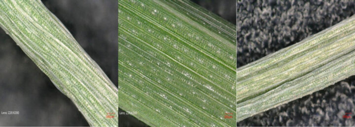 Trzy obrazy spod mikroskopu. Na każdym z nich zielony, poprzeczny pas. Na środkowym zdjęciu zbliżony element ma kolor ciemnozielony, po lewej i prawej odcień zieleni nieco jaśniejszy.