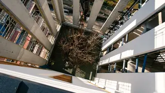 Na zdjęciu przesadzane drzewo, umocowane do dźwigu i osadzane w docelowym miejscu (ujęcie z góry).