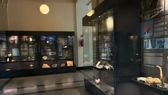 A museum hallway with well-lit display cases featuring fossils, rocks, and animal models.