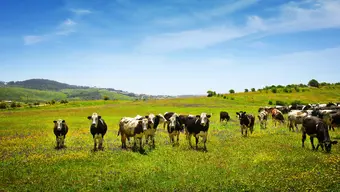 A herd of cows on a vast green field.
