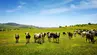 A herd of cows on a vast green field.