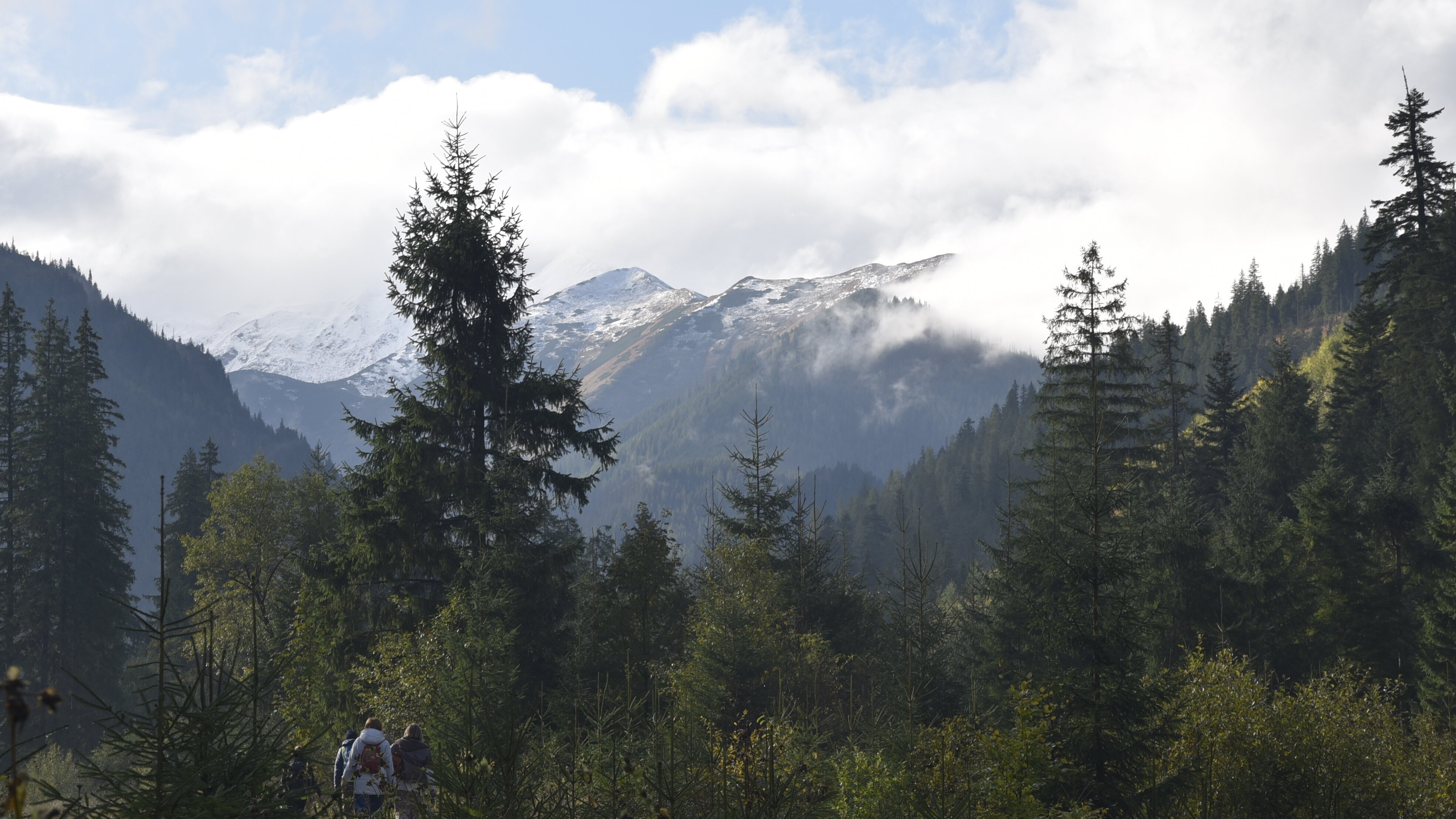 Widok na góry – na pierwszym planie drzewa liściaste oraz świerki, na drugim planie ośnieżone szczyty tatrzańskie.