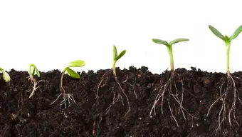 Illustration showing seedlings at successive stages of growth, with green shoots above the soil and developing root systems below.