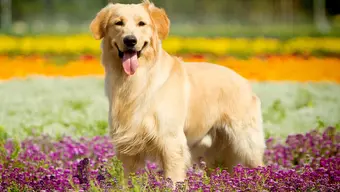 Zdjęcie psa o jasnej sierści, stojącego na łące, pośród kwiatów.