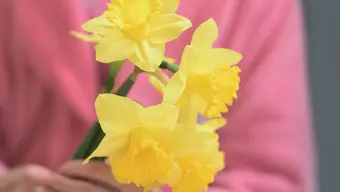 Na zdjęciu kilka trzymanych w dłoni żonkili. 